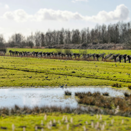 Hoeksche Waard - oude land van Strijen