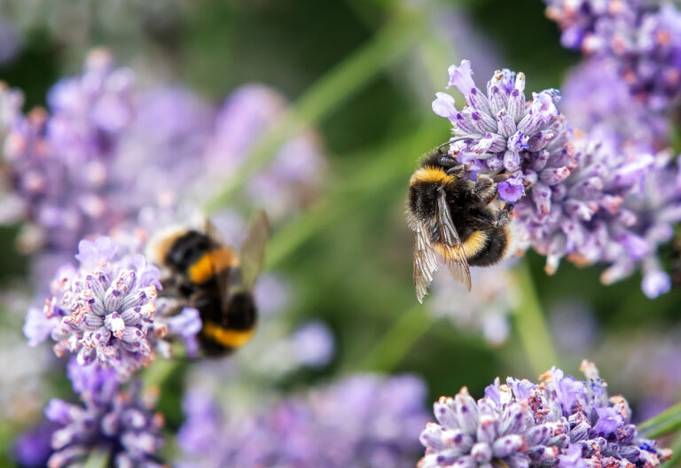 Verborgen schatten: Bijzondere planten en dieren in de Hoeksche Waard